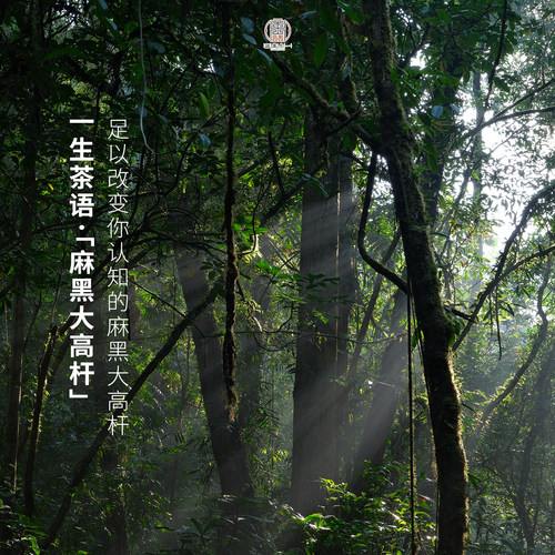 2026麻黑大高杆古树茶生茶200g