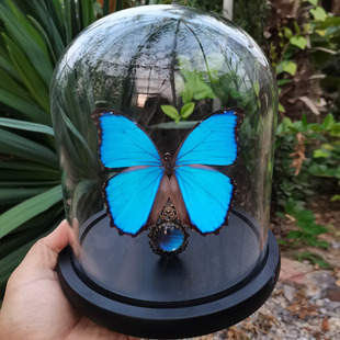 大蓝闪蝶蝴蝶标本真蝴蝶玻璃罩摆件进口玄关礼品 欧式生日礼物