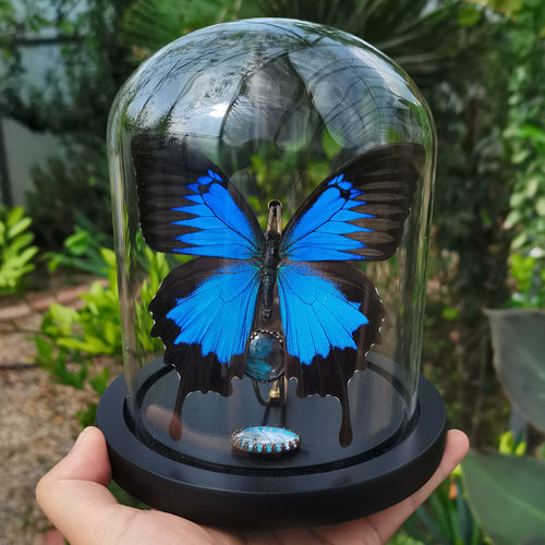 原创天堂凤蝶玻璃罩标本摆件
