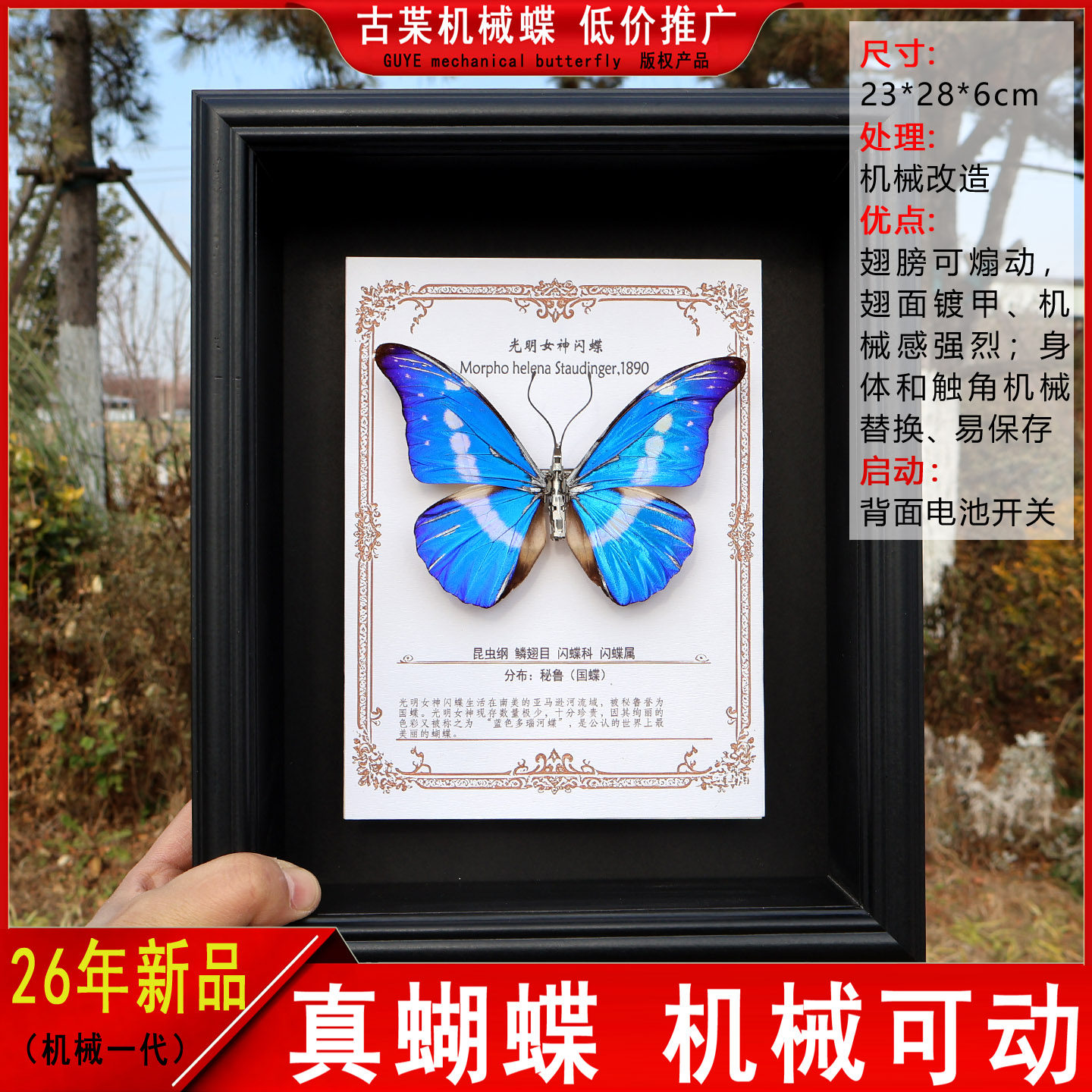 光明女神闪蝶 机械蝴蝶 仿生可动真蝴蝶标本高级收藏艺术品 顺丰
