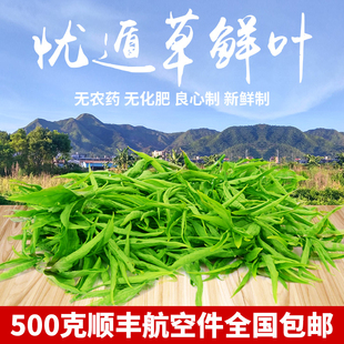 铁山忧遁草优顿草优盾草优遁草黎王草鳄嘴花嫩叶鲜叶现摘现发顺丰