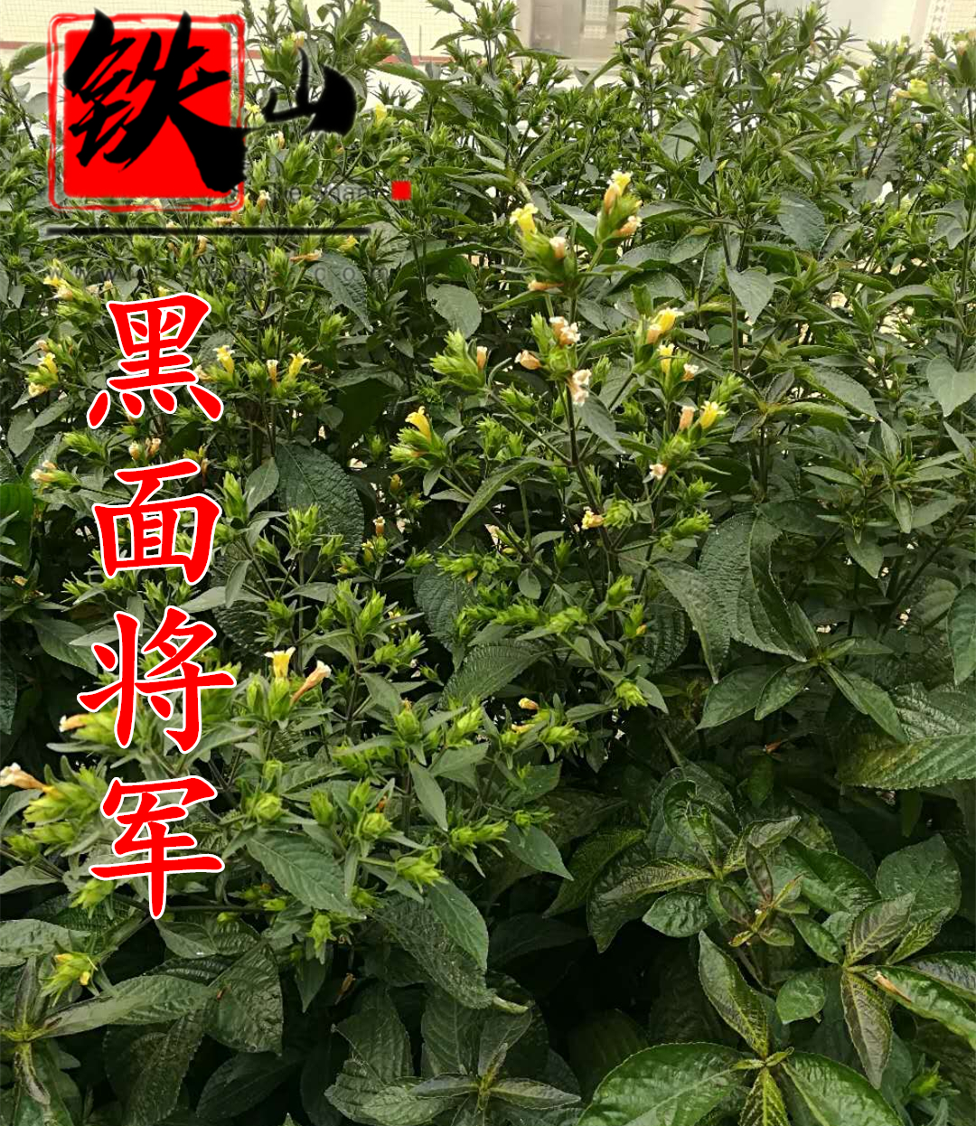 铁山直立蔓生黑面将军搭配忧遁草