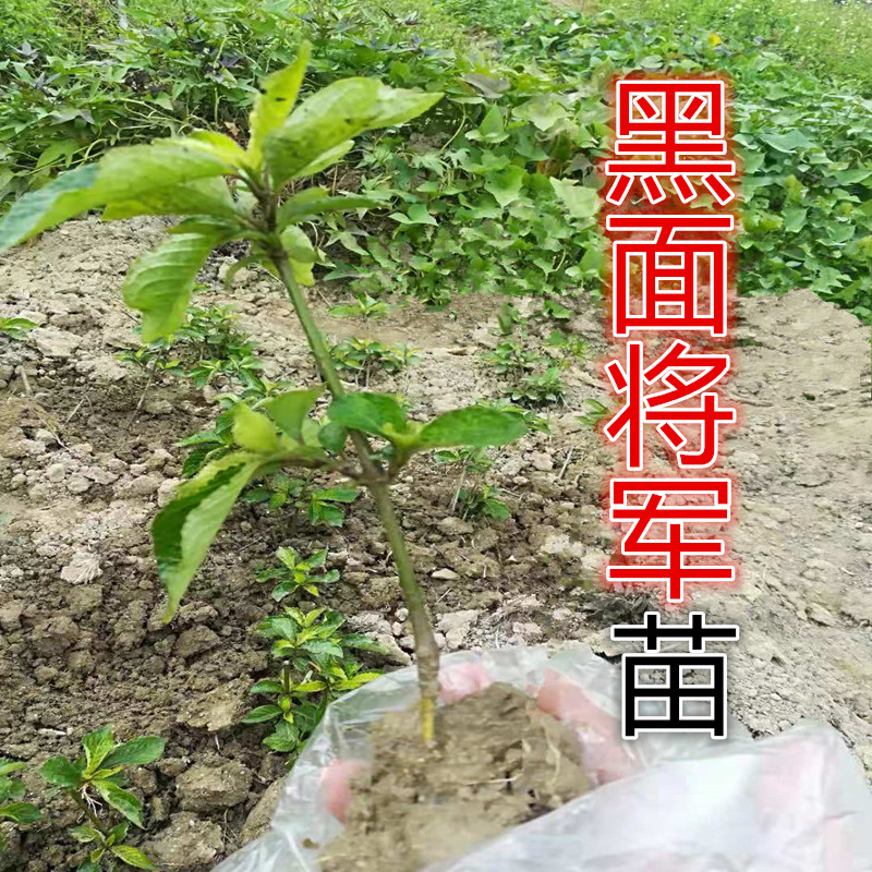 铁山直立黑面将军苗脆叶马兰苗尼基罗草苗