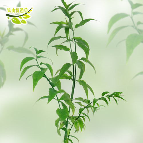 铁山种苗忧遁草优盾草黎王草室外