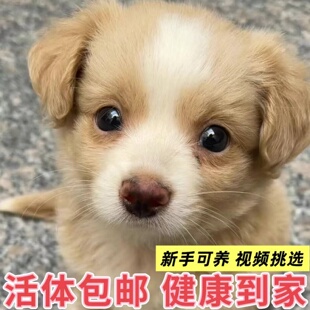 中华田园犬小型长不大狗狗活物狗崽高智商适合小孩家养的狗仔幼犬