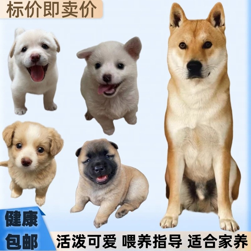 中华田园犬家庭高智商狗仔幼犬小型大黄狗活物适合小孩家养的狗崽 宠物/宠物食品及用品 狗狗 原图主图