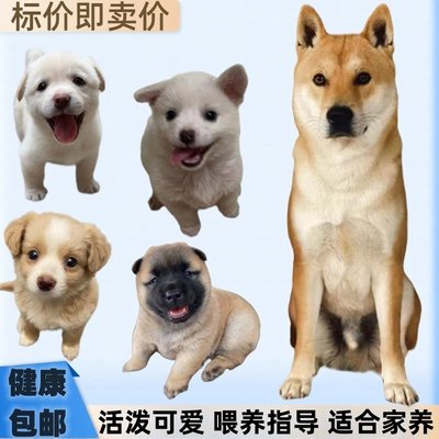 宠物店高智商小型田园犬健康包邮