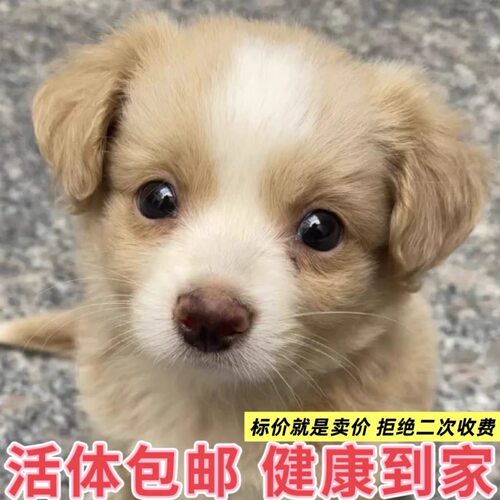 高智商的狗仔幼犬健康包邮好训练