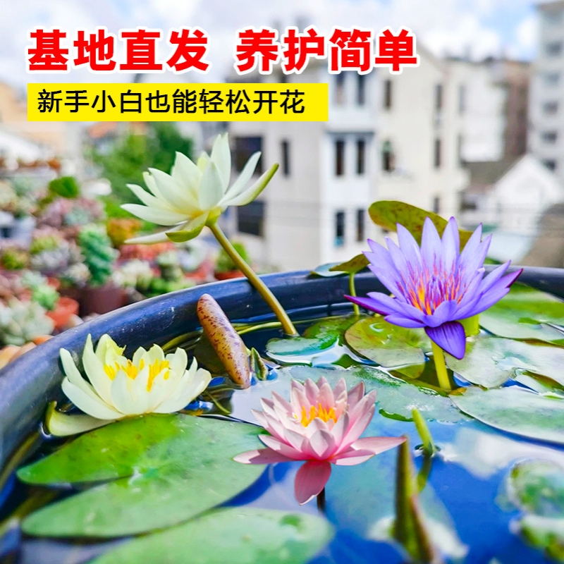 睡莲水培植物带芽发货