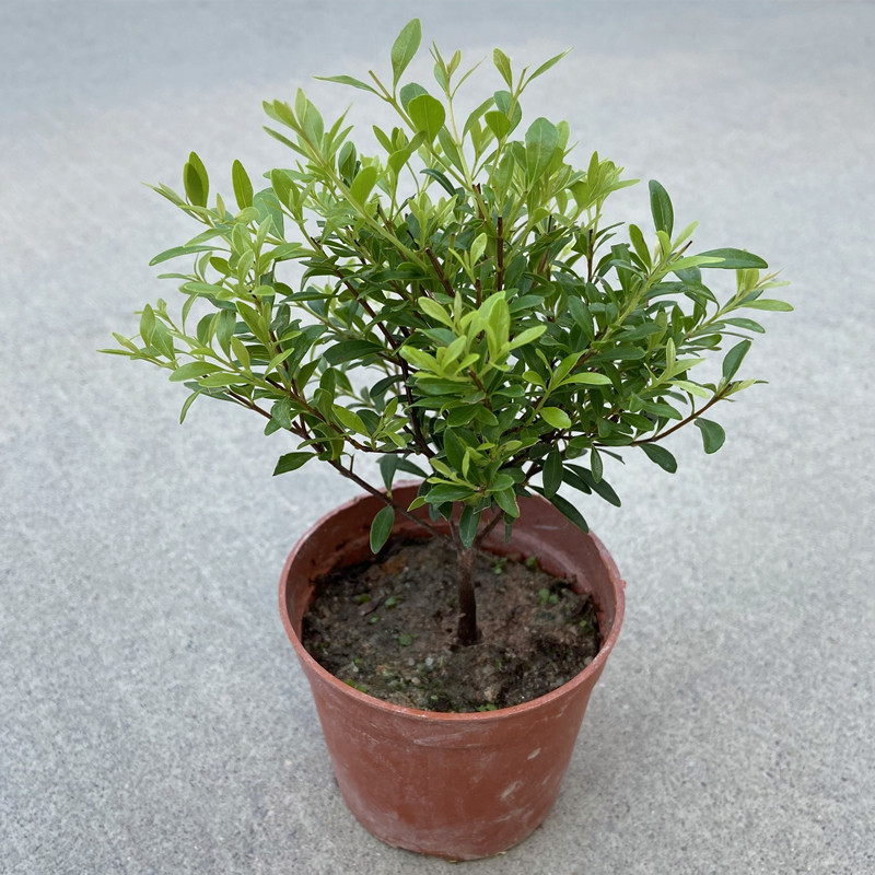 小叶赤楠盆栽棒棒糖造型老桩赤楠木四季常青净化空气室内小绿植