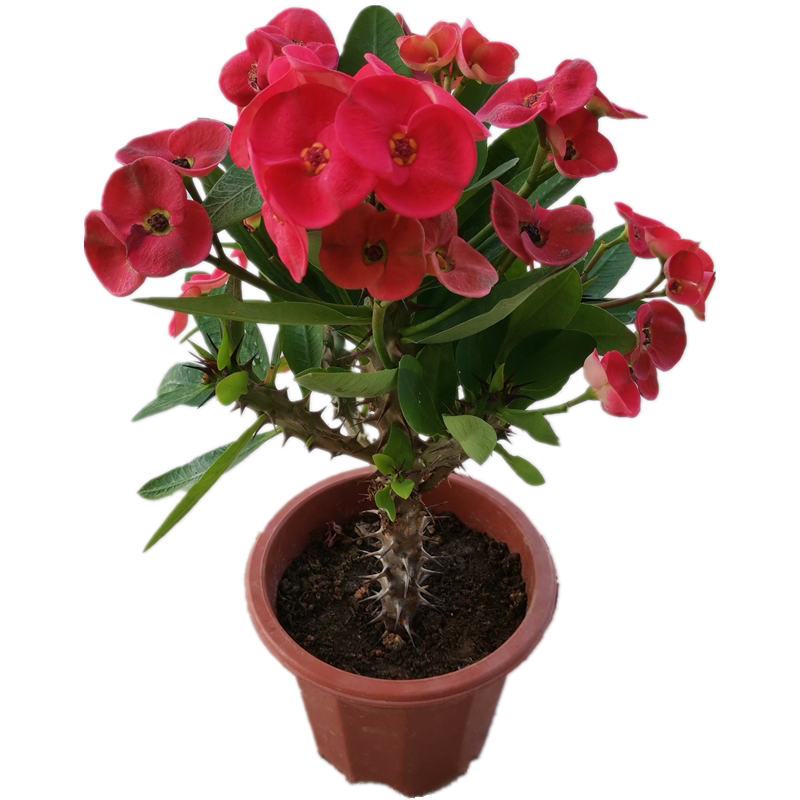 大叶虎刺梅盆栽铁海棠大花红色老桩多季开花室内阳台庭院观赏花卉