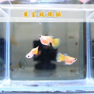 黄金玻璃猫孔雀鱼球体短身豆豆眼鱼体干净鱼缸自养繁殖带胎鱼