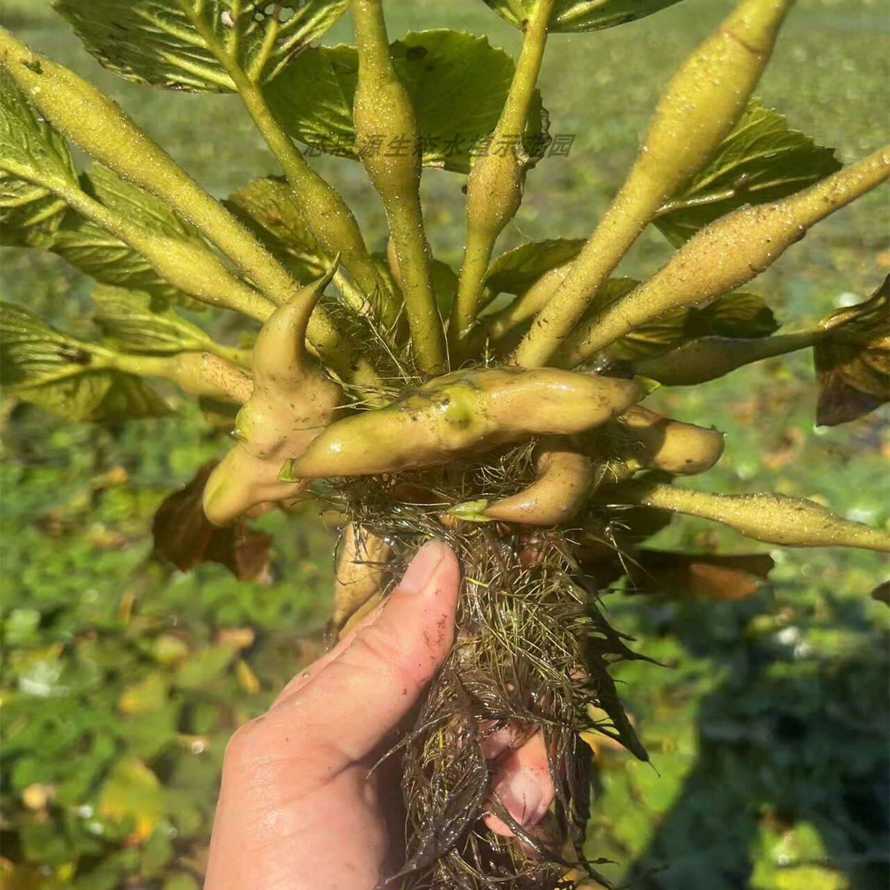 水果红菱角苗种植高产菱角种苗老菱角种苗特大青菱角种子苗红菱角