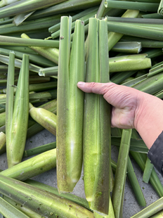 茭白苗现挖特早熟改良型双季茭白苗四季高笋种苗高瓜苗浙茭美人茭