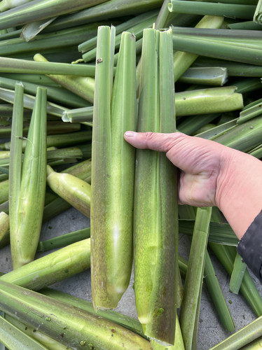 茭白种苗茭白苗高产水田食用