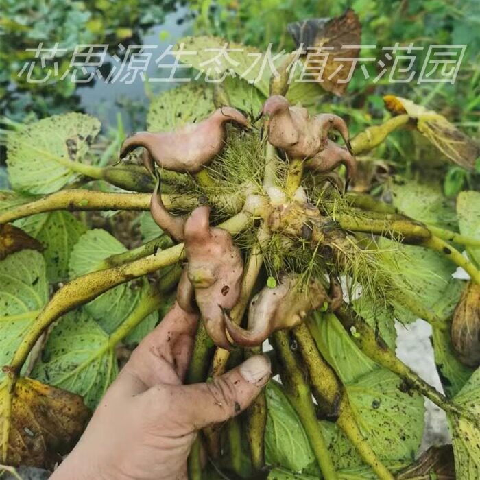 高产菱角种子老菱角种子水果红菱角苗种植特大青菱角种子苗红菱角