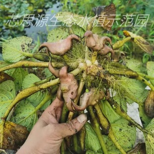 高产菱角种子老菱角种子水果红菱角苗种植特大青菱角种子苗红菱角