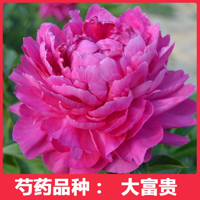 （大富贵）正宗重瓣大花芍药花苗牡丹/芍药