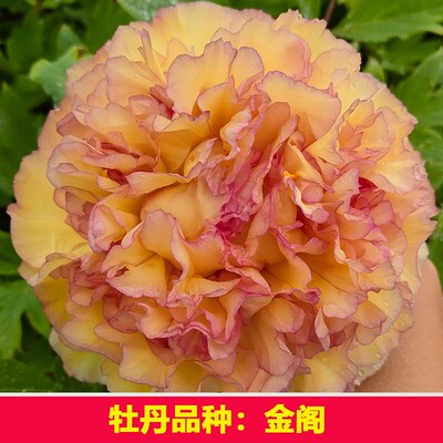 （金阁）正宗重瓣大花牡丹花苗盆栽地栽阳台庭院种植好种易活