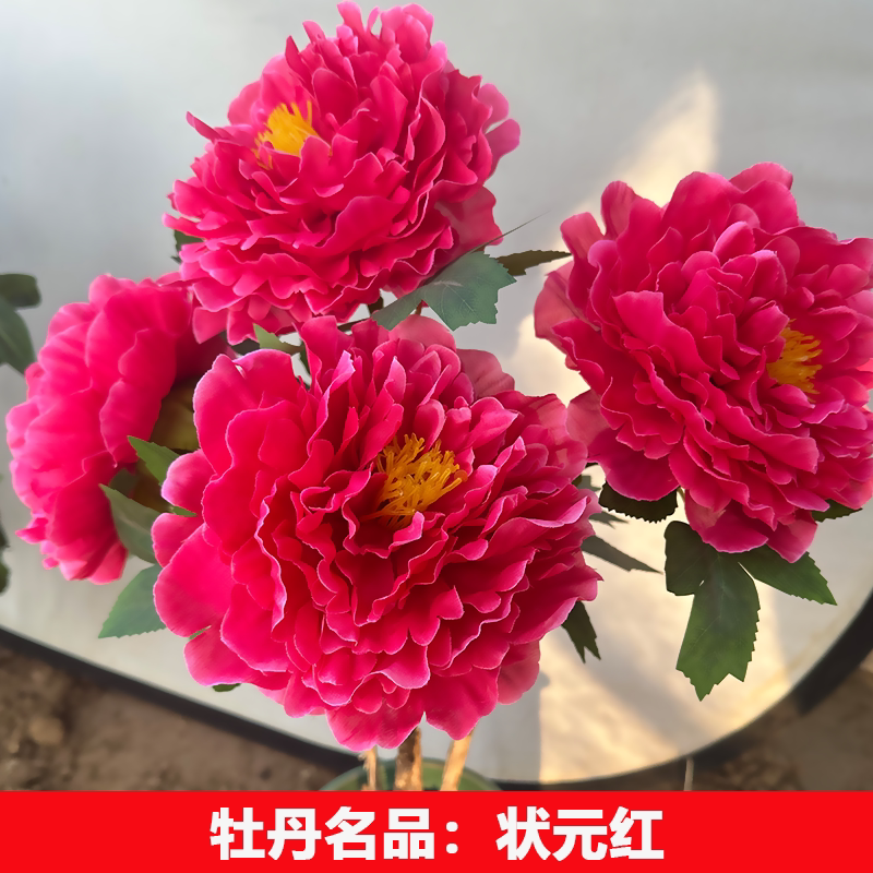 （状元红）正宗重瓣大花牡丹花苗牡丹/芍药