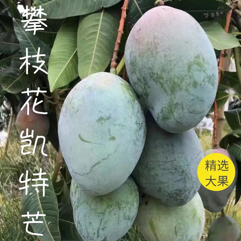 现摘现发新鲜到家正宗攀枝花凯特芒果