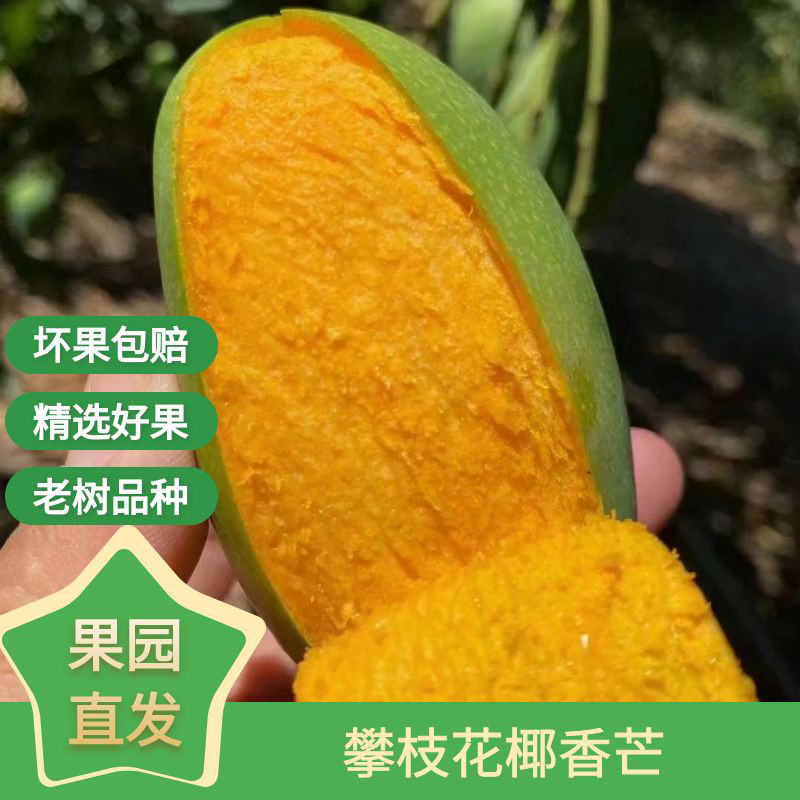 四川攀枝花椰香芒鸡蛋芒当季新鲜水果【椰奶香味的芒果香甜多汁】