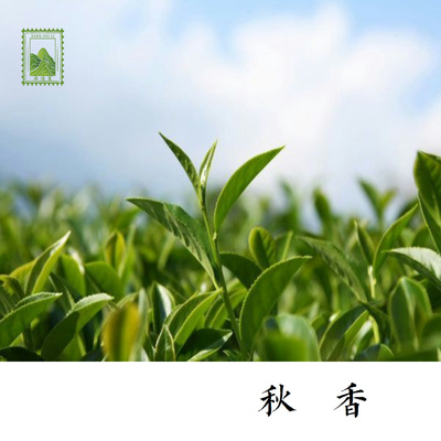 尔音/2021年太姥山精制寒露茶寿眉老顾客极高回购款【秋香】