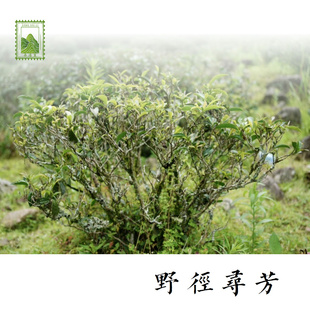 2022年建阳冰糖甜野茶老顾客最爱茶香醇厚劲道【野径寻芳】