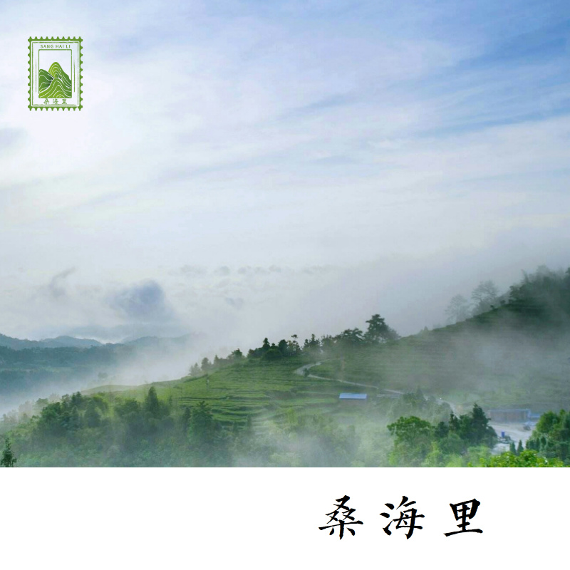具有很高收藏价值的白茶