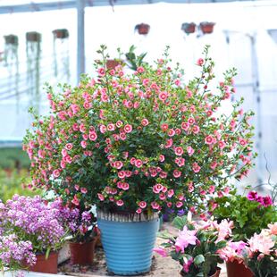 小木槿花苗盆栽棒棒糖花卉蓝雪花四季开花玛格丽特阳台好养活树苗