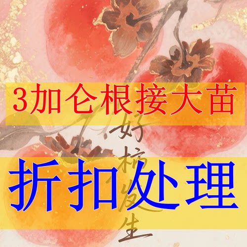 3加仑根接苗 处理 小土球发货