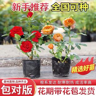 好养 开花阳台花卉庭院开花绿植室内盆栽多季 月季 小苗玫瑰花苗四季