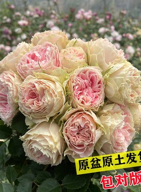 【沙海严选】多季开花阳台灌木系列花卉勤花月季扦插小苗成活率高