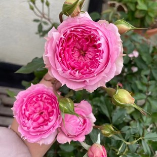 【沙海园艺】溶溶月月季花苗灌木直立型月季阳台庭院盆栽