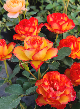 【沙海严选】阳台微月月季小苗 15元3盆原盆原土包邮发货