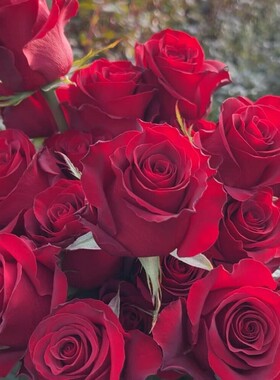 高原红月季花苗开花红色玫瑰花室内阳台盆栽四季好养花卉绿植树苗