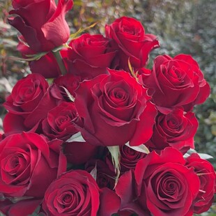 高原红月季花苗开花红色玫瑰花室内阳台盆栽四季好养花卉绿植树苗