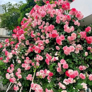 樱霞爬藤月季大苗四季开花藤本花卉阳台庭院拱门攀爬浓香花苗