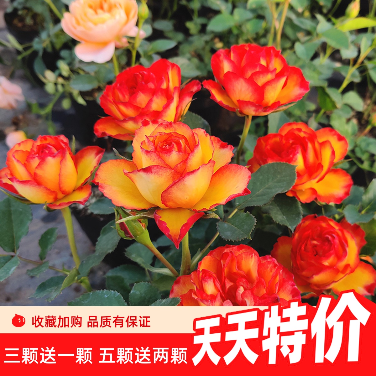 阳台月季小苗包邮发货