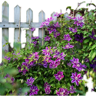 铁线莲约瑟芬乌托邦庭院