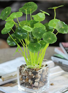 绿植盆栽鱼缸塑料铜钱草仿真花