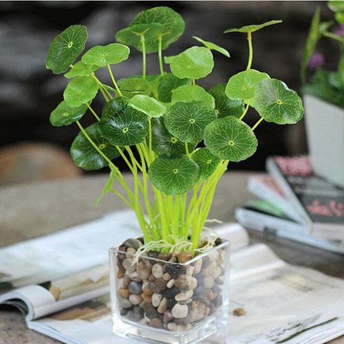 仿真花清新绿植盆栽 金钱叶 鱼缸塑料假草 铜钱草小荷叶 花艺套装 - 封面