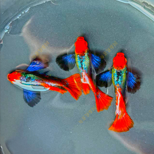 白金象耳孔雀鱼活鱼精品纯种大尾巴临产孕母鎏金花蝴蝶红尾红头