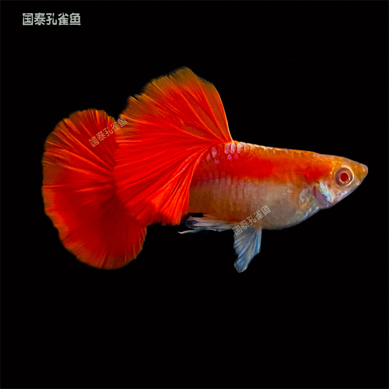 孔雀鱼折扇白子活鱼纯种大尾巴临产孕母精品纯种精品优质大号凤尾图片