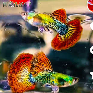 红龙孔雀鱼活鱼越南进口F1半月尾孕母临产绿色立背龙纹精品纯种