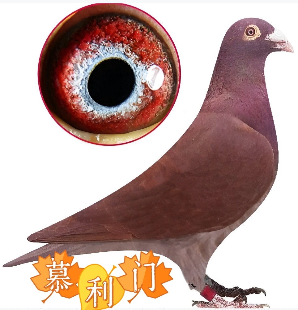 精品大红袍信鸽种鸽一对包邮鸟