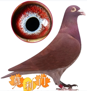 纯大红袍信鸽种鸽一对纯红包邮