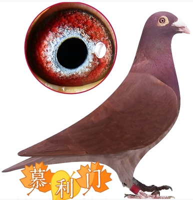 纯大红袍信鸽种鸽一对纯红包邮