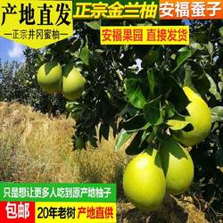 江西安福正宗金兰柚井冈蜜柚高山老树柚子萍乡蚕子金沙柚应季包邮