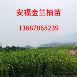 正宗 江西特产 安福金兰柚井冈蜜柚安福蚕子萍乡柚子新鲜水果包邮